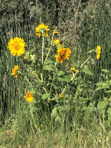 Native sunflowers by the River's edge